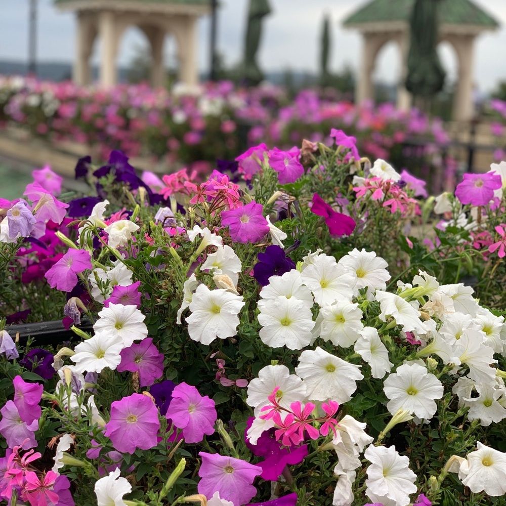 Meet your Posher, Marisol